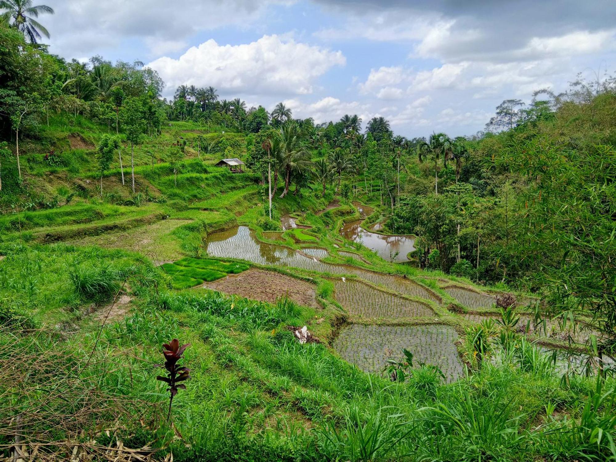 Linkgreen Homestay Lombok Tetebatu Zimmer foto